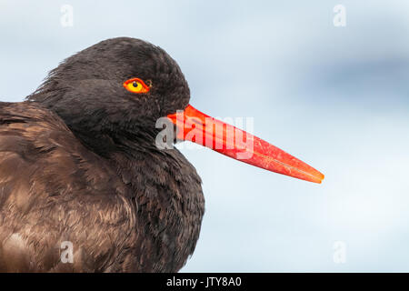 Ein Kopfschuss Portrait eines schwarzen Austernfischer (haematopus bachmani) Monterey Halbinsel, Kalifornien, USA Stockfoto