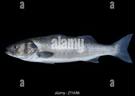 Frische Meer glitzernde Bass silber auf schwarzem Hintergrund Stockfoto