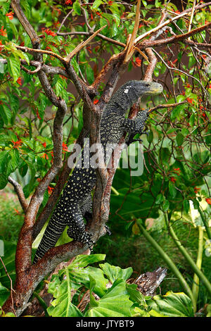 Krokodil-Monitor, Varanus Salvadorii, Erwachsenen thront in Baum Stockfoto