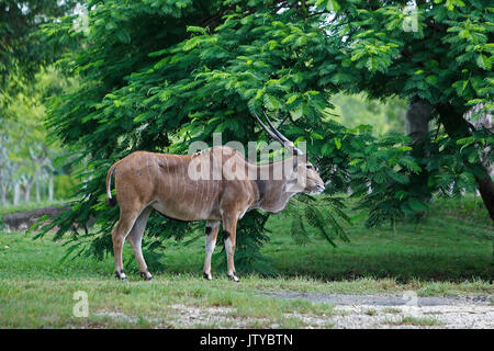 Cape Eland, taurotragus Oryx, Männlich Stockfoto