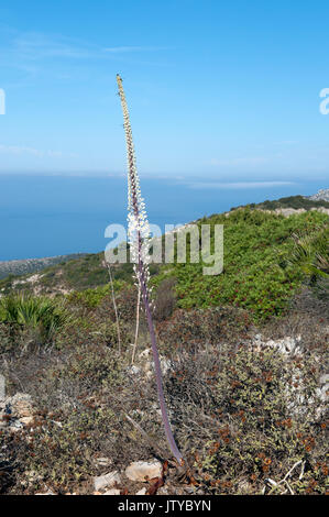 Blume Spike von Meer blausterne, Drimia maritima, auf dem Monte Timidone mount, Sardinien Stockfoto