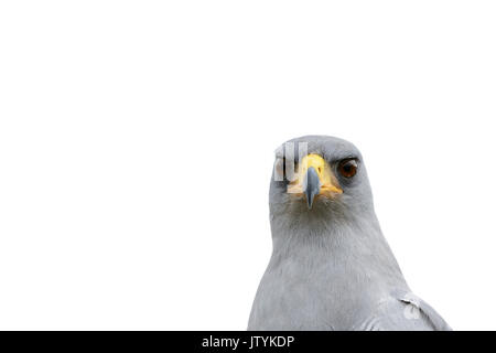 Nahaufnahme, Porträt eines Östlichen (blass) Chanting goshawk (Melierax poliopterus) auf einem weißen Hintergrund. Auch als Somalische chanting Goshawk bekannt Stockfoto