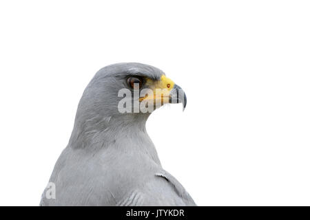 Nahaufnahme, Porträt eines Östlichen (blass) Chanting goshawk (Melierax poliopterus) auf einem weißen Hintergrund. Auch als Somalische chanting Goshawk bekannt Stockfoto