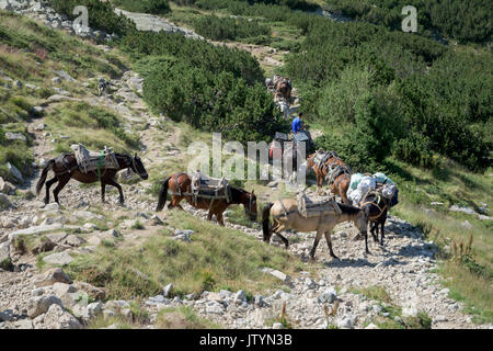 Pferde mit Last im Rila Gebirge, Bulgarien Stockfoto