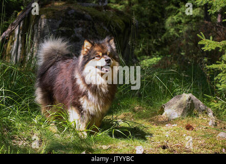 Finnische lapphund 2011 Stockfoto