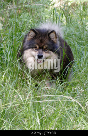 Finnische lapphund 2011 Stockfoto