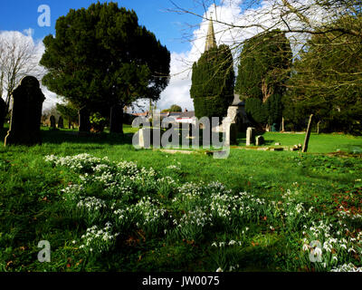 Eine Show von schneeglöckchen auf dem Friedhof in St. Ewe, Cornwall. Stockfoto