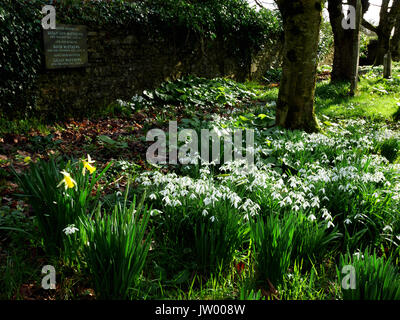 Eine Show von schneeglöckchen auf dem Friedhof in St. Ewe, Cornwall. Winter. Stockfoto
