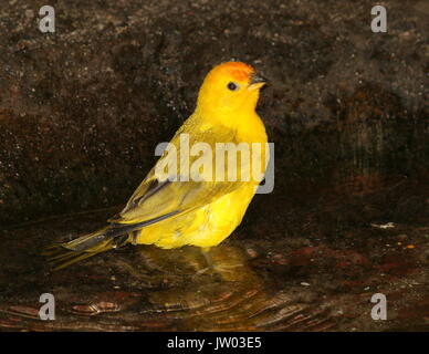 Männliche Südamerikanischen Safran Finch (Sicalis flaveola), native auf den breiteren Amazonasbecken. Stockfoto