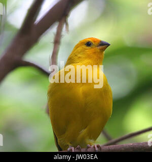 Männliche Südamerikanischen Safran Finch (Sicalis flaveola), native auf den breiteren Amazonasbecken. Stockfoto