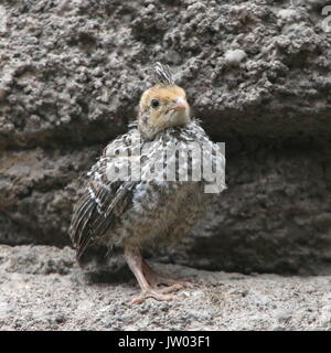 North American Gambel's quail (Callipepla gambelii, Lophortyx gambelii) Stockfoto