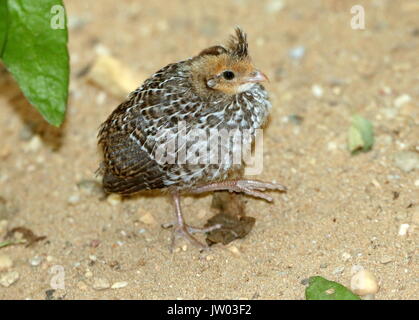 North American Gambel's quail (Callipepla gambelii, Lophortyx gambelii) Stockfoto