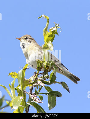 Eurasischen Fitis (Phylloscopus trochilus) in einer Weide Baumkrone. Stockfoto