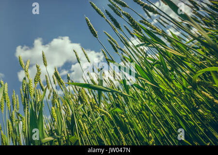 Detailansicht in unreifen Weizen Feld gegen den blauen Himmel mit Wolken. nach oben Low Angle View. geringe Tiefenschärfe. Stockfoto