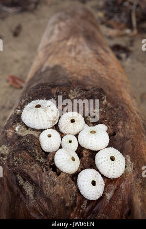 Runde Muscheln auf Treibholz log Stockfoto