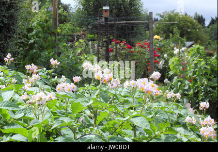 Eine florierende suburban Schrebergarten mit Desiree Kartoffeln (im Vordergrund) auf einem sonnigen Tag im Sommer (Juni) auf einen Tag der offenen Tür Veranstaltung, Sheffield, Großbritannien Stockfoto