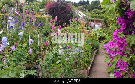 Eine florierende suburban Zuteilung Garten mit Blumen und Gemüse an einem sonnigen Tag im Sommer (Juni) auf einen Tag der offenen Tür Veranstaltung, Sheffield, Großbritannien Stockfoto