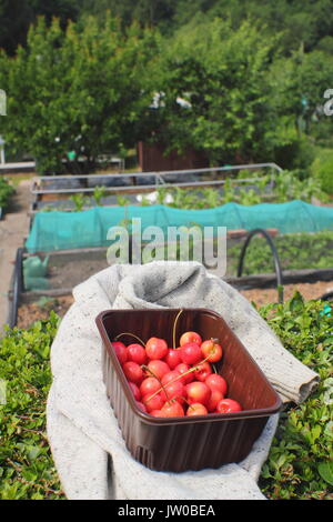 Frisch gepflückte Kirschen auf ein blühendes suburban Schrebergarten (dargestellt) an einem sonnigen Tag im Sommer (Juni) auf einen Tag der offenen Tür Veranstaltung, Sheffield, UK gewachsen Stockfoto