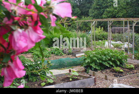 Eine florierende suburban Schrebergarten an einem sonnigen Tag im Sommer (Juni) auf einen Tag der offenen Tür Veranstaltung, Sheffield, Großbritannien Stockfoto