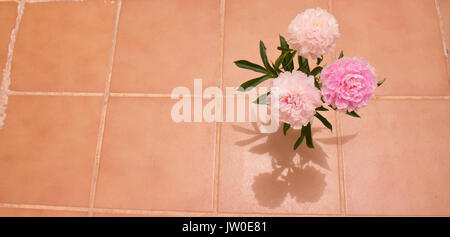 Pfingstrose. Drei rosafarbenen Blüten Pfingstrose auf hellen Hintergrund isoliert. Stockfoto