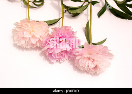 Pfingstrose. Drei rosafarbenen Blüten Pfingstrose auf hellen Hintergrund isoliert. Stockfoto