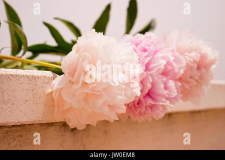 Pfingstrose. Drei rosafarbenen Blüten Pfingstrose auf hellen Hintergrund isoliert. Stockfoto