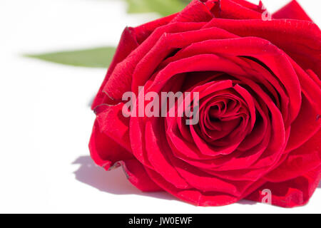 Rose. Schöne rote Rose. Blühende Blume. Makro. Stockfoto