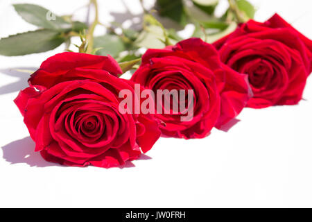 Rosen. Drei schöne rote Rosen. Blühende Blumen. Makro. Stockfoto
