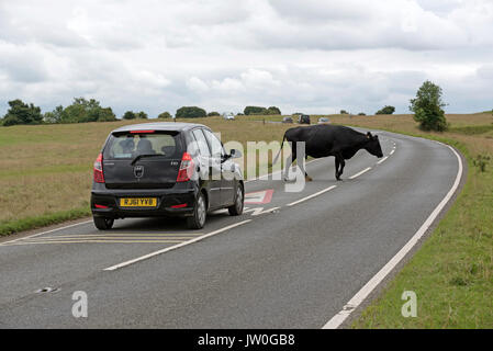 Bemalte Straße Seufzer hüten der Kühe auf der Fahrbahn bei Minchinhampton Gemeinsame in Amberley in den Cotswolds Region Gloucestershire England UK. Stockfoto