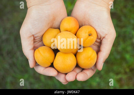 Frau hält frisch geerntete Aprikosen in ihren Händen. Close Up. Stockfoto