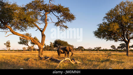 Einsame Elefanten (Loxodonta africana) Fütterung auf camelthorn Samenkapseln auf offene Savanne und Klartext Stockfoto