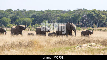 Elefant (Loxodonta africana) Herden wandern in einer Wiese mit Trunks angehoben gesehen gegen den Hintergrund der Wald Stockfoto