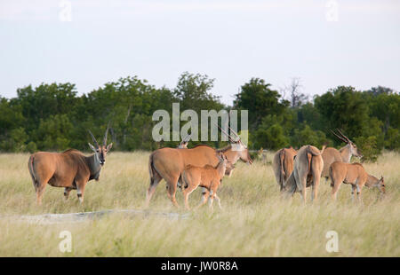 Herde von gemeinsamen Elenantilope (taurotragus Oryx) Fütterung auf ein offenes Grasland
