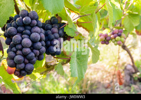 Nahaufnahme der Trauben von reifen Trauben in der Champagne Weinberg bei Sonnenuntergang. Stockfoto