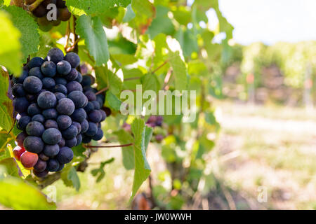 Nahaufnahme der Trauben von reifen Trauben in der Champagne Weinberg bei Sonnenuntergang. Stockfoto