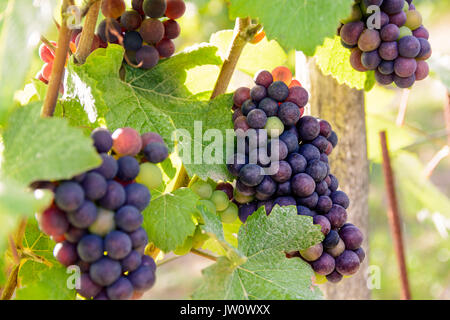 Trauben, die in verschiedenen Phasen der Reife in der Champagne Weinberg bei Sonnenuntergang. Stockfoto