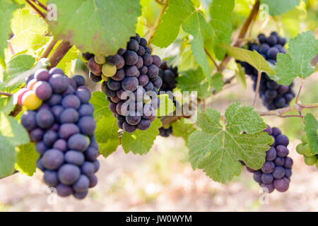 Blumensträuße reife Trauben auf einer Weinpflanze in der Champagne Weinberg bei Sonnenuntergang. Stockfoto