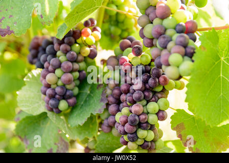 Nahaufnahme der Trauben in verschiedenen Phasen der Reife in der Champagne Weinberg bei Sonnenuntergang. Stockfoto