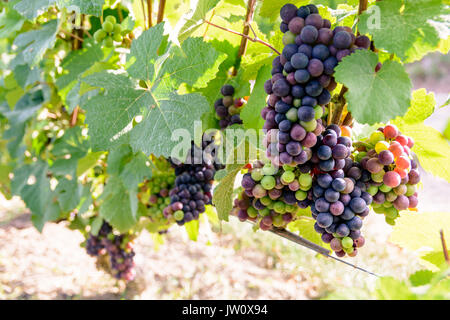 Trauben, die in verschiedenen Phasen der Reife in der Champagne Weinberg bei Sonnenuntergang. Stockfoto