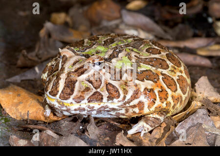 Argentinische Horned Frog, "Ceratophrys ornata" - Südamerika Stockfoto