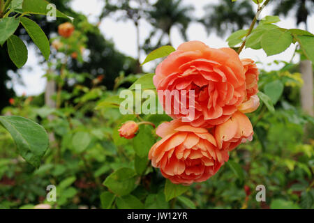 Ein Bündel von Pfirsich Rosen in einem rosenbusch mit grünen grünen Hintergrund. Stockfoto