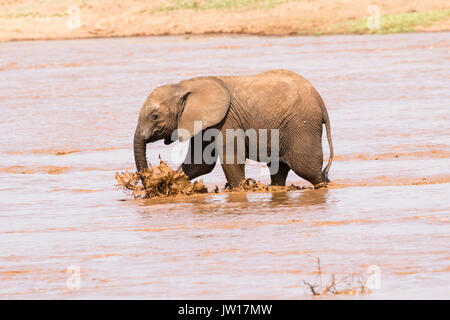 Baby-Elefant (Afrikanischer Elefant, Loxodonta africana), der seiner Mutter folgt, um den Fluss zu überqueren und Spritzer zu machen Stockfoto