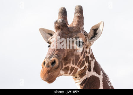 Giraffe (Giraffa Camelopardalis reticulata) neugierig auf unser vorbeifahrendes Auto. Bei einer Vergrößerung ist unser Auto von seinem Auge aus sichtbar. Stockfoto