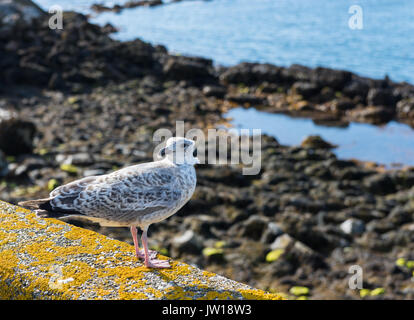 Juvenile Silbermöwe auf Sea Wall. Stockfoto