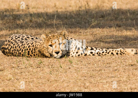 Gepard (Acinonyx jubatus) unter einem Baum während der Mittagszeit ruhend, in die Kamera schaut Stockfoto