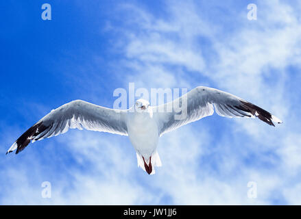 Silver Gull, (Chroicocephalus novaehollandiae), im Flug, Byron Bay, New South Wales, Australien Stockfoto