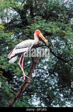 Painted Stork (Mycteria leucocephala), Keoladeo Ghana National Park, Bharatpur, Rajasthan, Indien Stockfoto