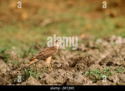 Erwachsene Frau fahl Harrier, (Circus macrourus), hirschziegenantilope Nationalpark, Velavadar, Gujarat, Indien Stockfoto