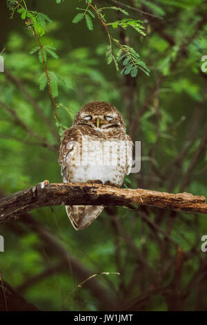 Gefleckte Owlet, (Athene brama), Keoladeo Ghana National Park, Bharatpur, Rajasthan, Indien Stockfoto