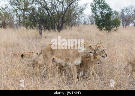 Zwei Löwinnen (Panthera leo) mit einem Cub wandern zwischen ihnen Stockfoto